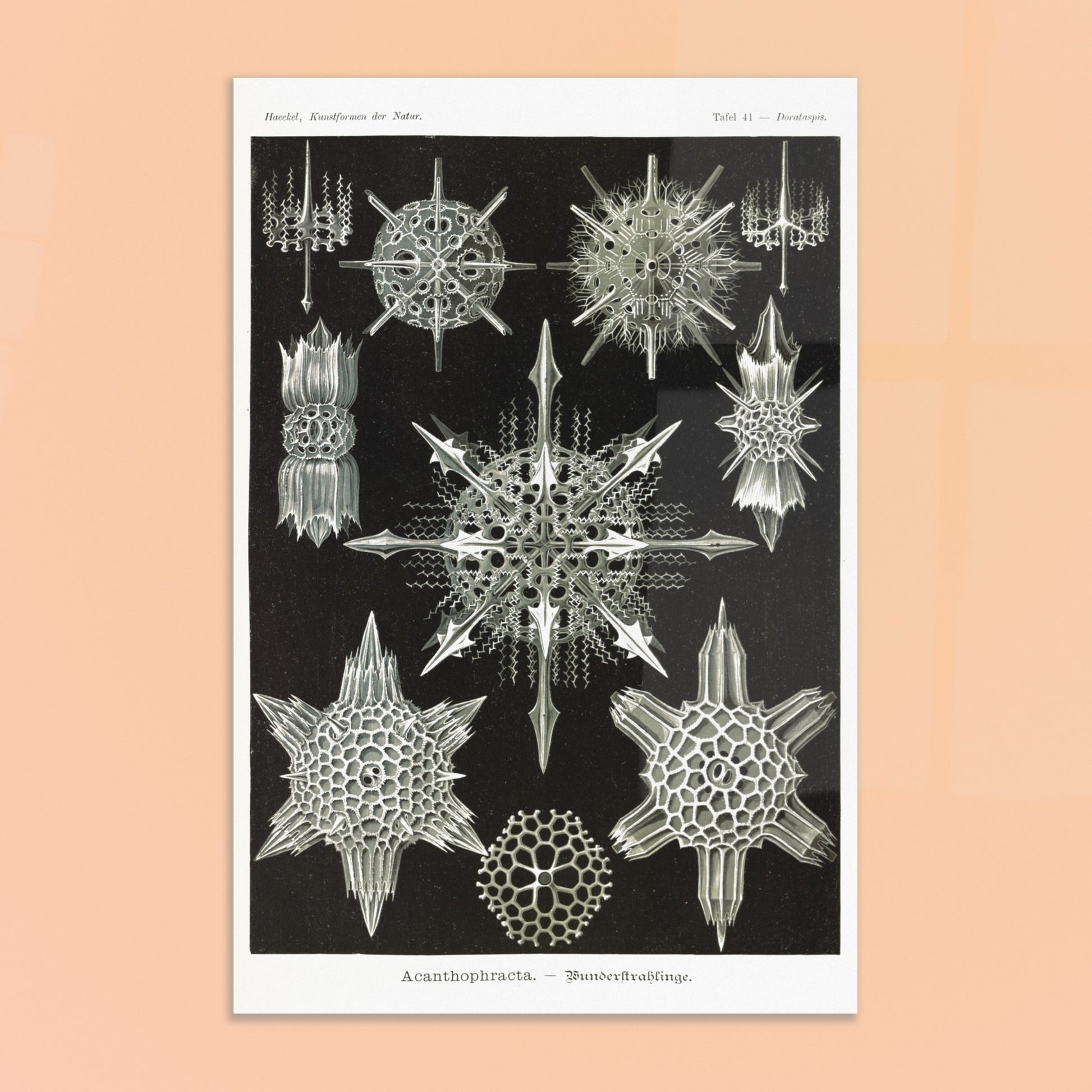 Planche de Radiolaires acanthaires par Ernst Haeckel. Planche d'illustrations naturalistes d'Ernst Haeckel montrant diverses formes de radiolaires acanthaires. Image d'illustration 8