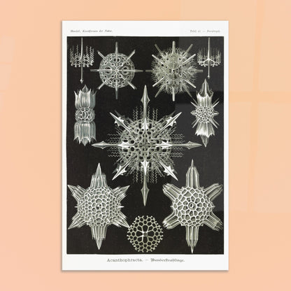 Planche de Radiolaires acanthaires par Ernst Haeckel. Planche d'illustrations naturalistes d'Ernst Haeckel montrant diverses formes de radiolaires acanthaires. Image d'illustration 8