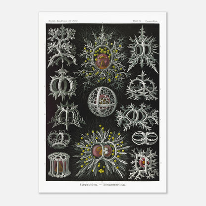 Planche de radiolaires annelés - Ernst Haeckel, Kunstformen der Natur (29,7x42 cm (A3)). Reproduction de gravure du XIXe siècle par Ernst Haeckel, illustrant divers radiolaires annelés aux structures complexes et ornées.