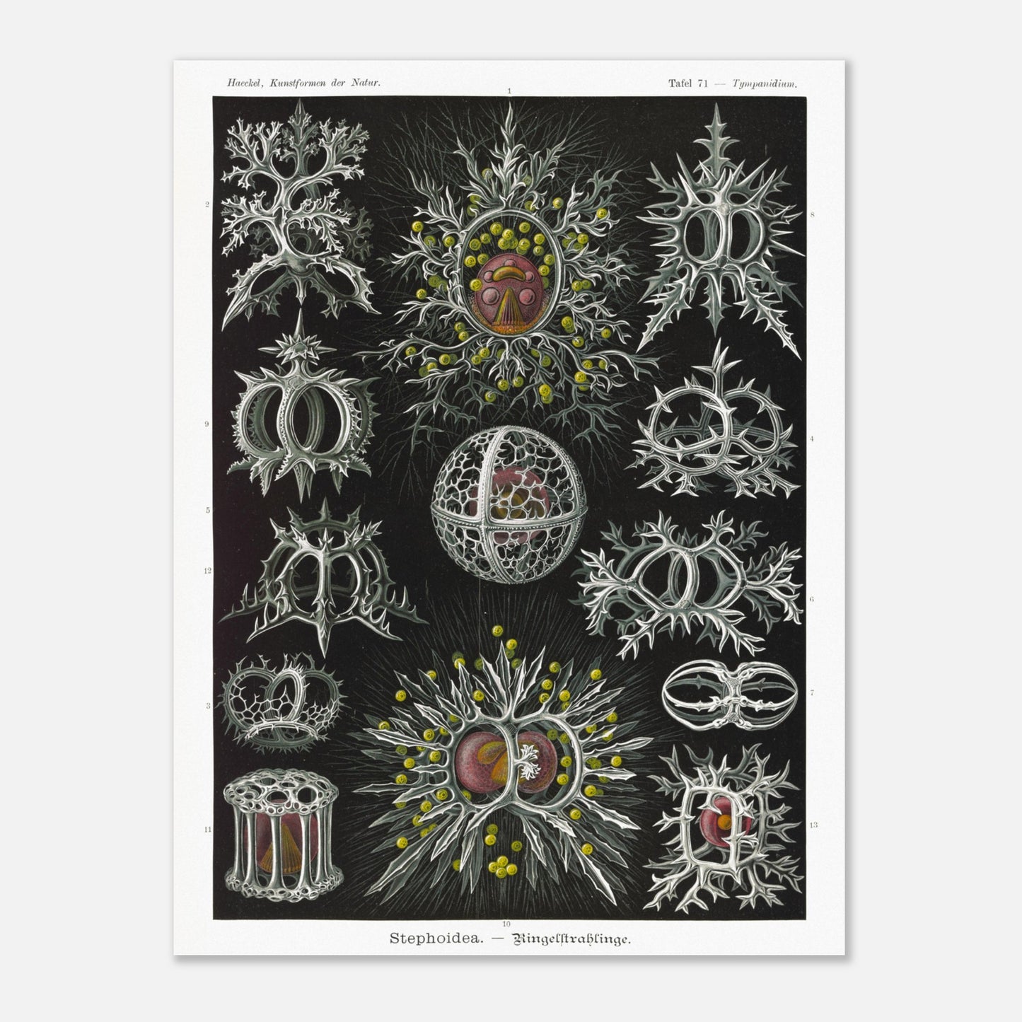 Planche de radiolaires annelés - Ernst Haeckel, Kunstformen der Natur (30x40 cm). Reproduction de gravure du XIXe siècle par Ernst Haeckel, illustrant divers radiolaires annelés aux structures complexes et ornées.