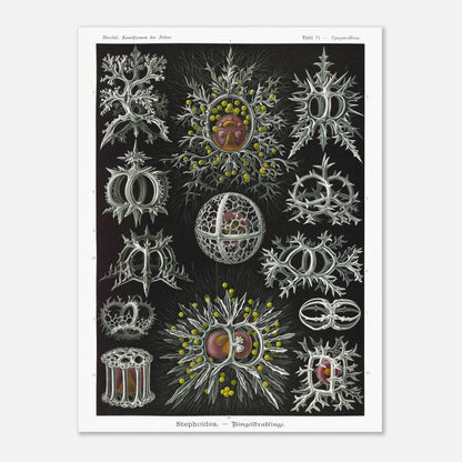 Planche de radiolaires annelés - Ernst Haeckel, Kunstformen der Natur (30x40 cm). Reproduction de gravure du XIXe siècle par Ernst Haeckel, illustrant divers radiolaires annelés aux structures complexes et ornées.