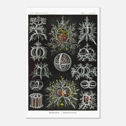 Planche de radiolaires annelés - Ernst Haeckel, Kunstformen der Natur (40x60 cm). Reproduction de gravure du XIXe siècle par Ernst Haeckel, illustrant divers radiolaires annelés aux structures complexes et ornées.