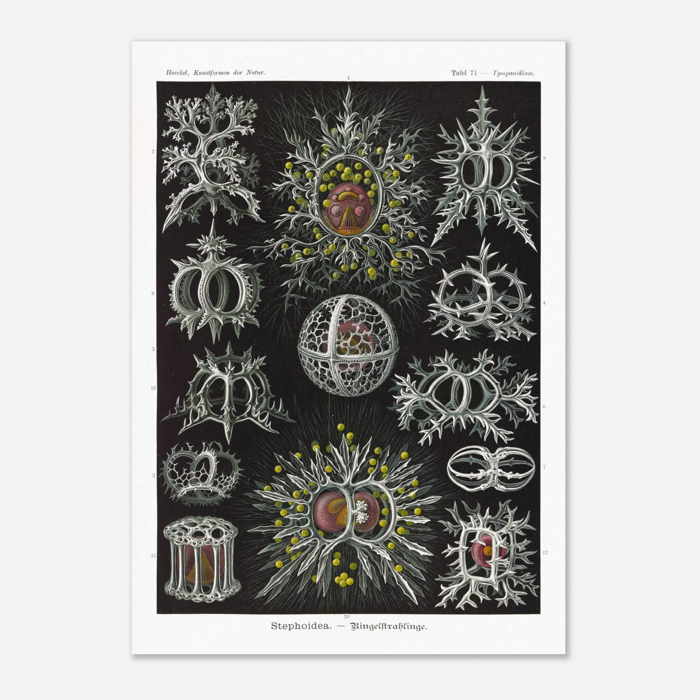 Planche de radiolaires annelés - Ernst Haeckel, Kunstformen der Natur (42x59,4 cm (A2)). Reproduction de gravure du XIXe siècle par Ernst Haeckel, illustrant divers radiolaires annelés aux structures complexes et ornées.