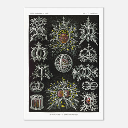 Planche de radiolaires annelés - Ernst Haeckel, Kunstformen der Natur (42x59,4 cm (A2)). Reproduction de gravure du XIXe siècle par Ernst Haeckel, illustrant divers radiolaires annelés aux structures complexes et ornées.