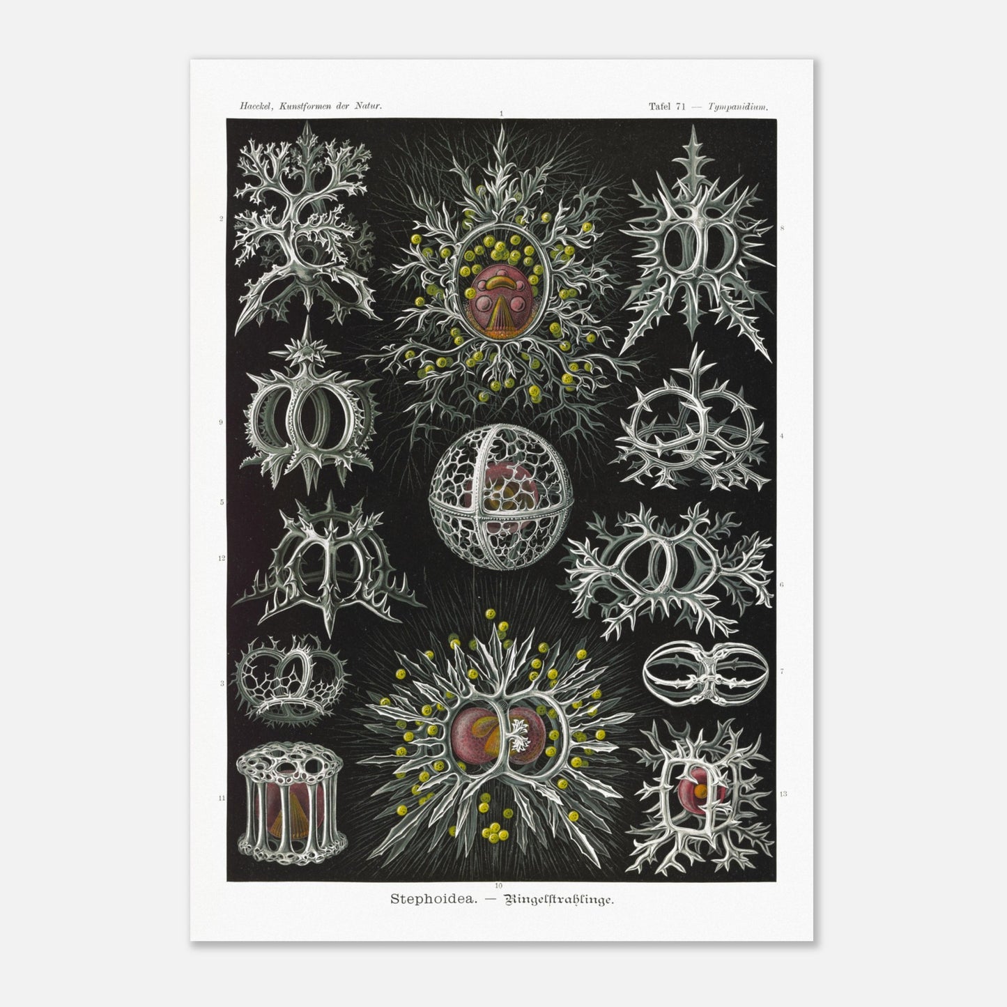 Planche de radiolaires annelés - Ernst Haeckel, Kunstformen der Natur (59,4x84,1 cm (A1)). Reproduction de gravure du XIXe siècle par Ernst Haeckel, illustrant divers radiolaires annelés aux structures complexes et ornées.