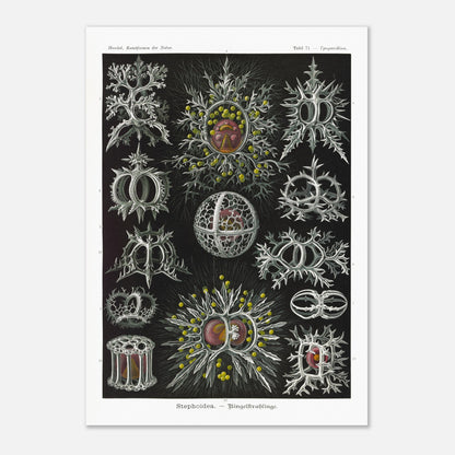 Planche de radiolaires annelés - Ernst Haeckel, Kunstformen der Natur (59,4x84,1 cm (A1)). Reproduction de gravure du XIXe siècle par Ernst Haeckel, illustrant divers radiolaires annelés aux structures complexes et ornées.