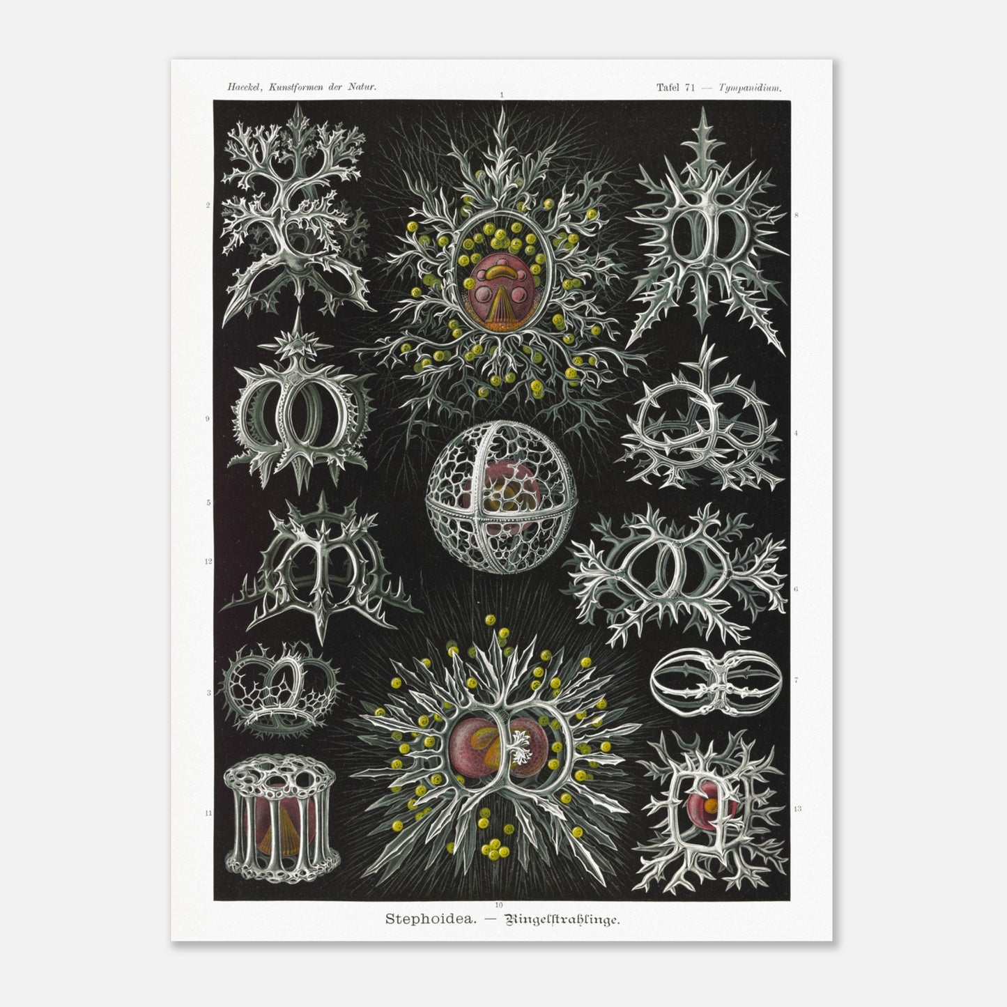 Planche de radiolaires annelés - Ernst Haeckel, Kunstformen der Natur (60x80 cm). Reproduction de gravure du XIXe siècle par Ernst Haeckel, illustrant divers radiolaires annelés aux structures complexes et ornées.