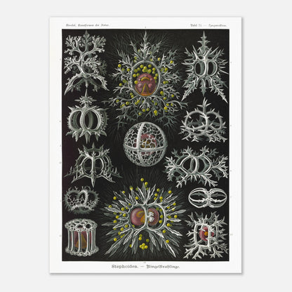 Planche de radiolaires annelés - Ernst Haeckel, Kunstformen der Natur (60x80 cm). Reproduction de gravure du XIXe siècle par Ernst Haeckel, illustrant divers radiolaires annelés aux structures complexes et ornées.