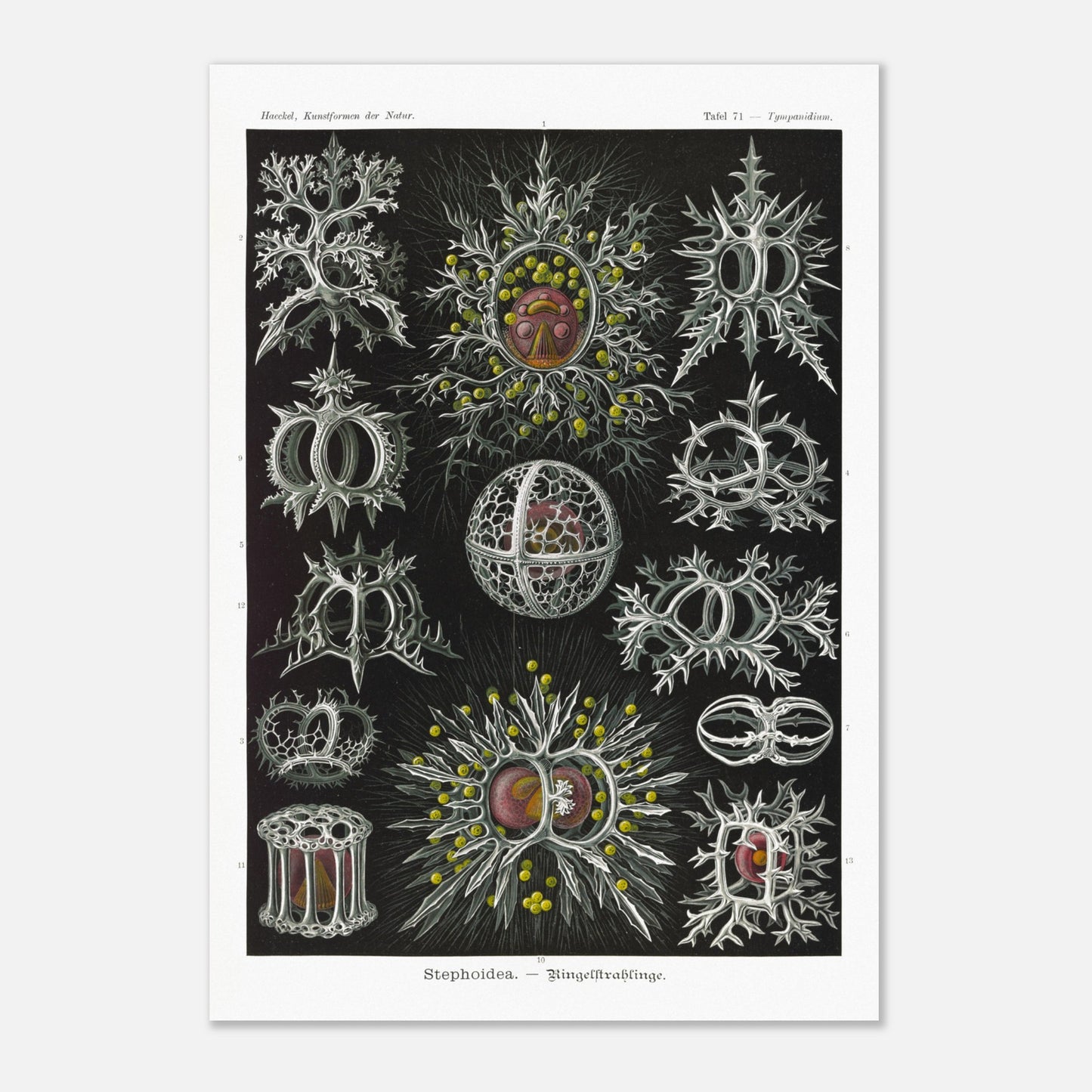 Planche de radiolaires annelés - Ernst Haeckel, Kunstformen der Natur (70x100 cm). Reproduction de gravure du XIXe siècle par Ernst Haeckel, illustrant divers radiolaires annelés aux structures complexes et ornées.