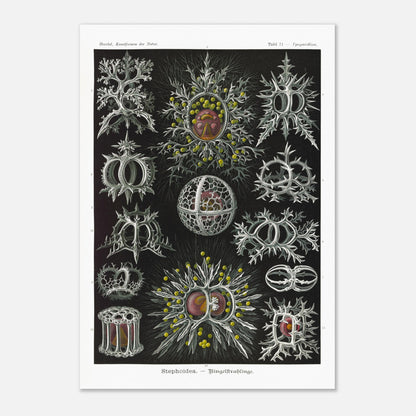 Planche de radiolaires annelés - Ernst Haeckel, Kunstformen der Natur (70x100 cm). Reproduction de gravure du XIXe siècle par Ernst Haeckel, illustrant divers radiolaires annelés aux structures complexes et ornées.