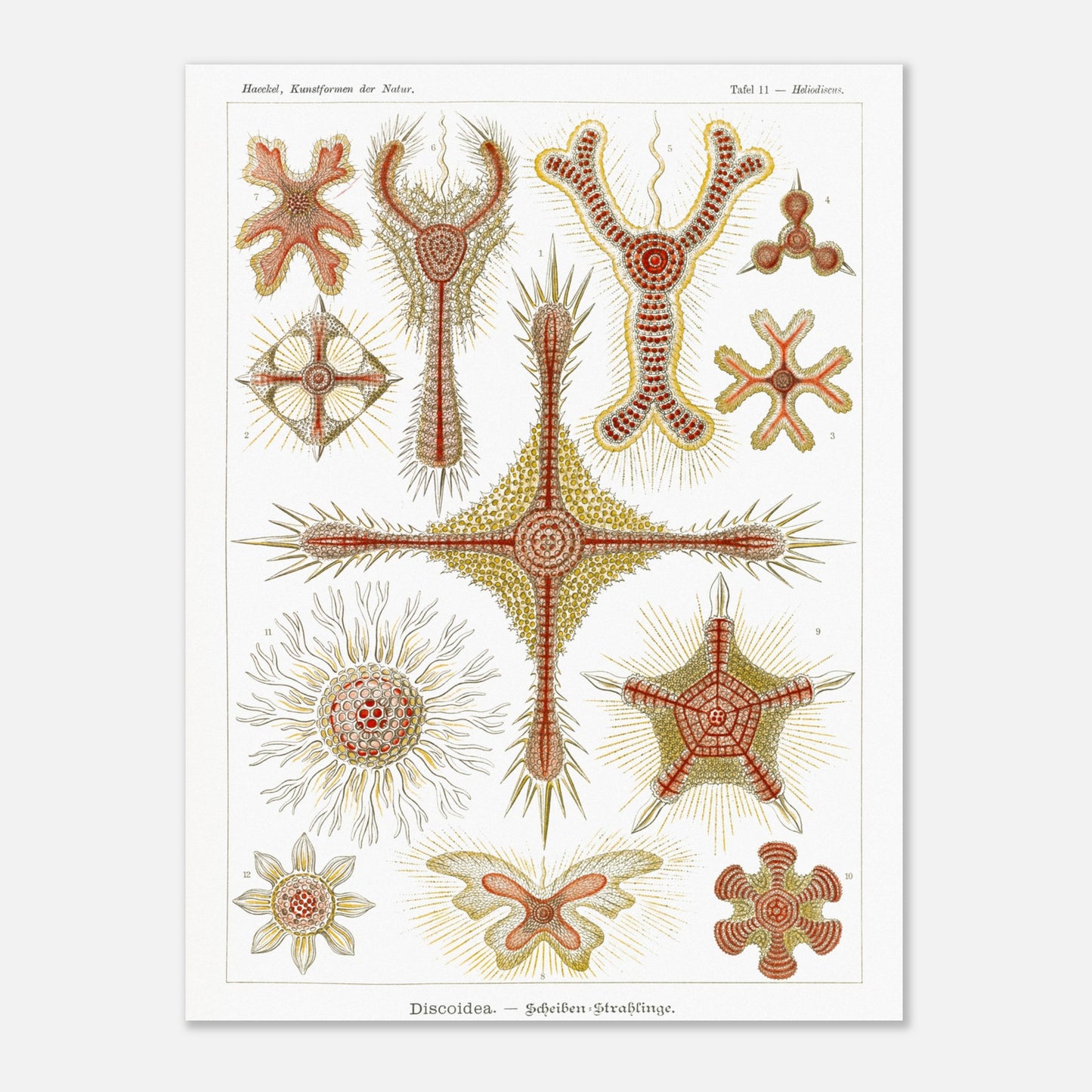 Planche de radiolaires discoïdes d'Ernst Haeckel (30x40 cm). Reproduction de gravure du XIXe siècle par Ernst Haeckel, montrant divers radiolaires discoïdes aux formes étoilées et radiantes avec des détails complexes.