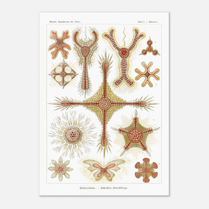 Planche de radiolaires discoïdes d'Ernst Haeckel (42x59,4 cm (A2)). Reproduction de gravure du XIXe siècle par Ernst Haeckel, montrant divers radiolaires discoïdes aux formes étoilées et radiantes avec des détails complexes.