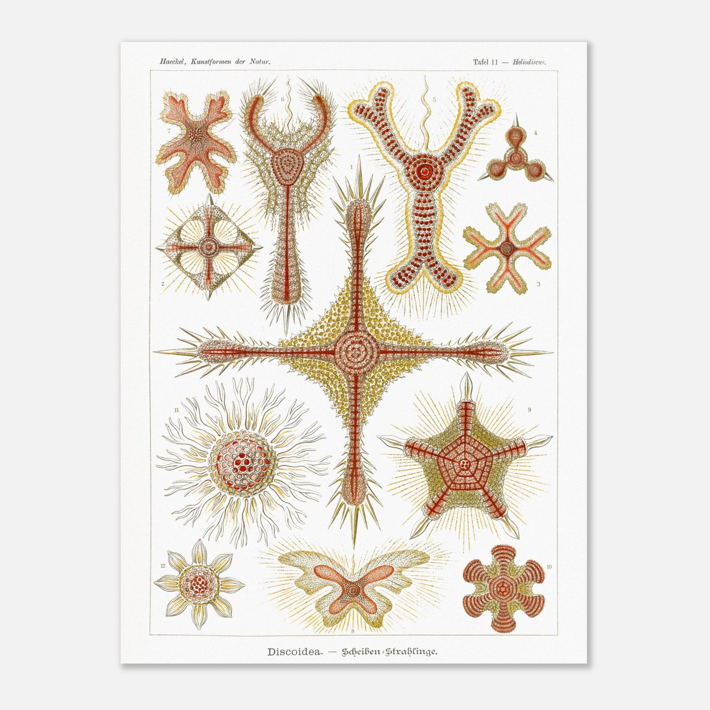 Planche de radiolaires discoïdes d'Ernst Haeckel (60x80 cm). Reproduction de gravure du XIXe siècle par Ernst Haeckel, montrant divers radiolaires discoïdes aux formes étoilées et radiantes avec des détails complexes.