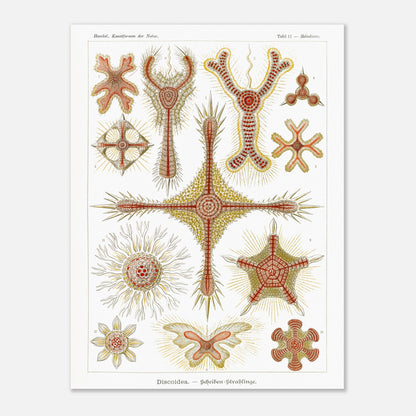 Planche de radiolaires discoïdes d'Ernst Haeckel (60x80 cm). Reproduction de gravure du XIXe siècle par Ernst Haeckel, montrant divers radiolaires discoïdes aux formes étoilées et radiantes avec des détails complexes.