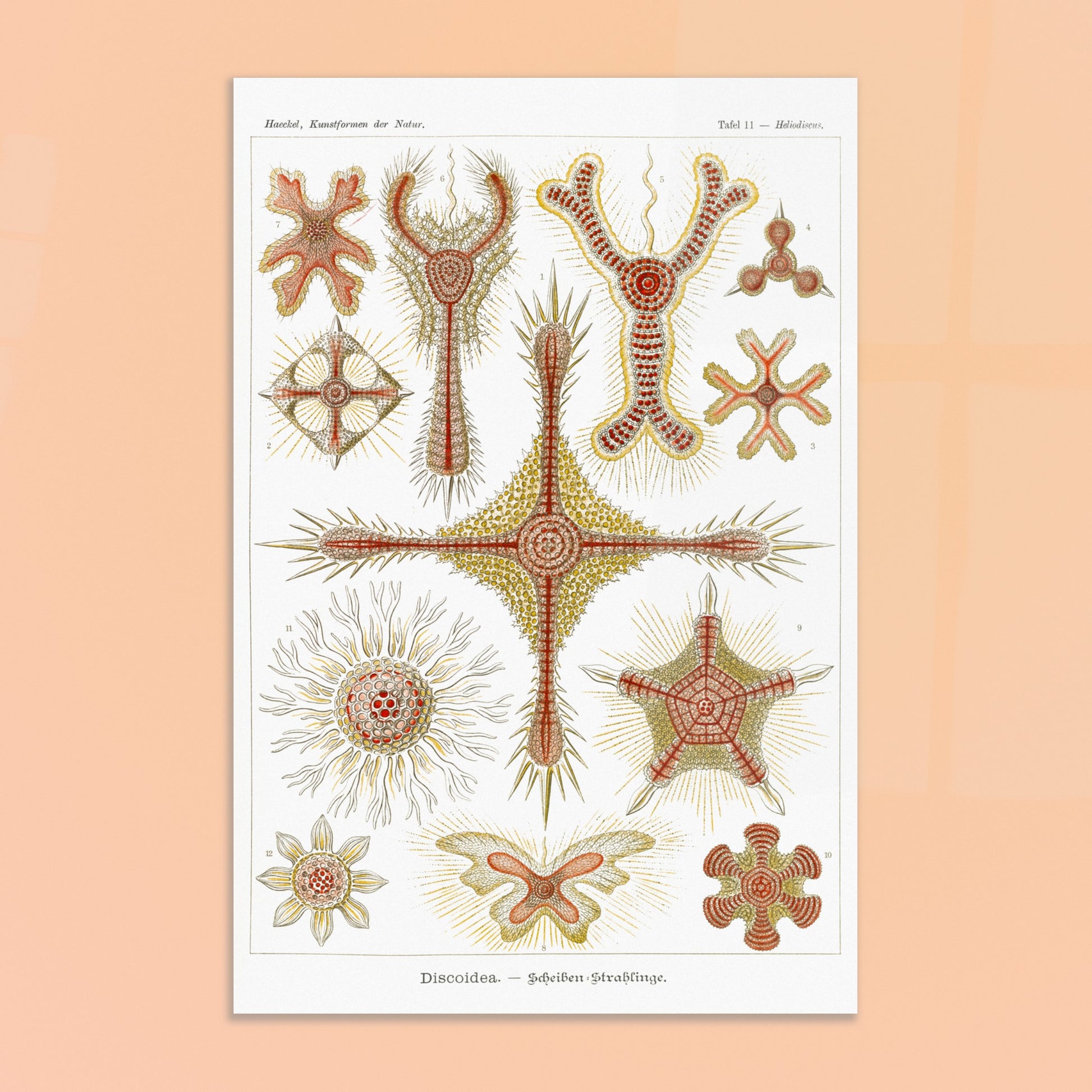 Planche de radiolaires discoïdes d'Ernst Haeckel. Reproduction de gravure du XIXe siècle par Ernst Haeckel, montrant divers radiolaires discoïdes aux formes étoilées et radiantes avec des détails complexes. Image d'illustration 8