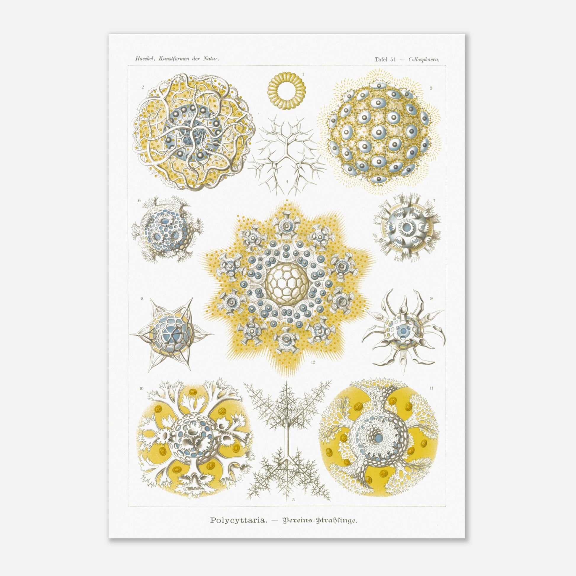 Planche de Radiolaires polycitaires par Ernst Haeckel (29,7x42 cm (A3)). Planche encyclopédique d'Ernst Haeckel représentant des radiolaires polycitaires, des micro-organismes marins aux formes complexes et symétriques, principalement dans des tons de jaune et de bleu.