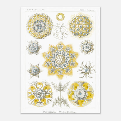 Planche de Radiolaires polycitaires par Ernst Haeckel (30x40 cm). Planche encyclopédique d'Ernst Haeckel représentant des radiolaires polycitaires, des micro-organismes marins aux formes complexes et symétriques, principalement dans des tons de jaune et de bleu.