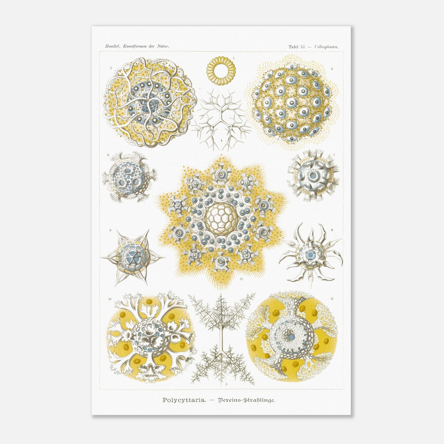 Planche de Radiolaires polycitaires par Ernst Haeckel (40x60 cm). Planche encyclopédique d'Ernst Haeckel représentant des radiolaires polycitaires, des micro-organismes marins aux formes complexes et symétriques, principalement dans des tons de jaune et de bleu.