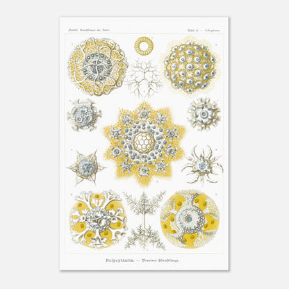 Planche de Radiolaires polycitaires par Ernst Haeckel (40x60 cm). Planche encyclopédique d'Ernst Haeckel représentant des radiolaires polycitaires, des micro-organismes marins aux formes complexes et symétriques, principalement dans des tons de jaune et de bleu.
