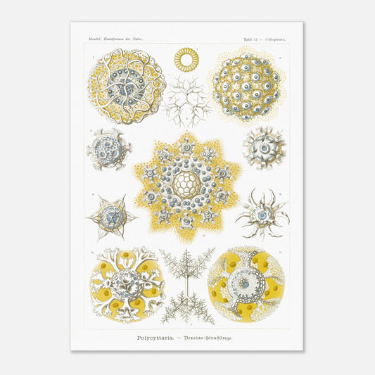 Planche de Radiolaires polycitaires par Ernst Haeckel (42x59,4 cm (A2)). Planche encyclopédique d'Ernst Haeckel représentant des radiolaires polycitaires, des micro-organismes marins aux formes complexes et symétriques, principalement dans des tons de jaune et de bleu.