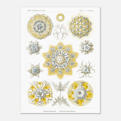 Planche de Radiolaires polycitaires par Ernst Haeckel (60x80 cm). Planche encyclopédique d'Ernst Haeckel représentant des radiolaires polycitaires, des micro-organismes marins aux formes complexes et symétriques, principalement dans des tons de jaune et de bleu.