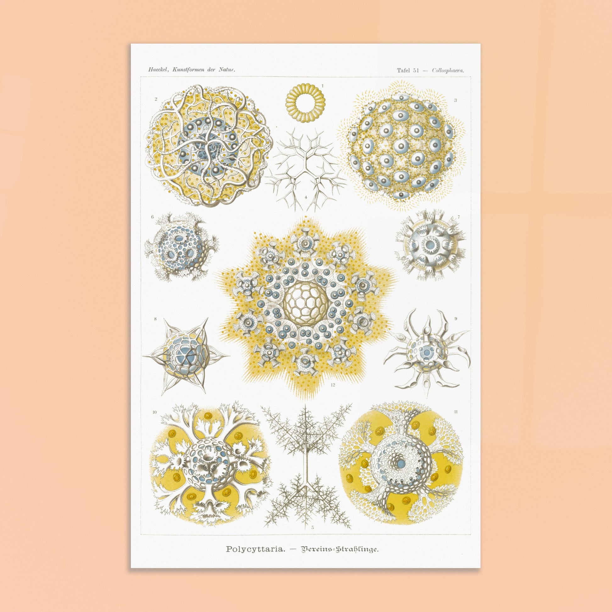 Planche de Radiolaires polycitaires par Ernst Haeckel. Planche encyclopédique d'Ernst Haeckel représentant des radiolaires polycitaires, des micro-organismes marins aux formes complexes et symétriques, principalement dans des tons de jaune et de bleu. Image d'illustration 8