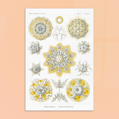 Planche de Radiolaires polycitaires par Ernst Haeckel. Planche encyclopédique d'Ernst Haeckel représentant des radiolaires polycitaires, des micro-organismes marins aux formes complexes et symétriques, principalement dans des tons de jaune et de bleu. Image d'illustration 8