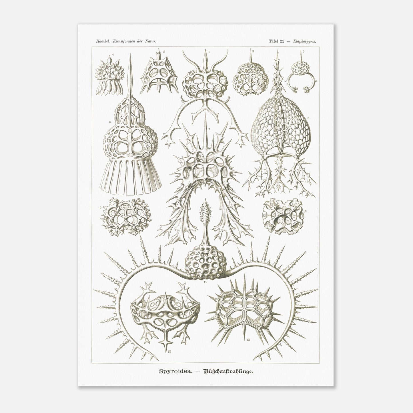 Planche de radiolaires spiroïdes par Ernst Haeckel (29,7x42 cm (A3)). Planche scientifique montrant différentes espèces de radiolaires, des micro-organismes marins avec des squelettes siliceux complexes et variés.
