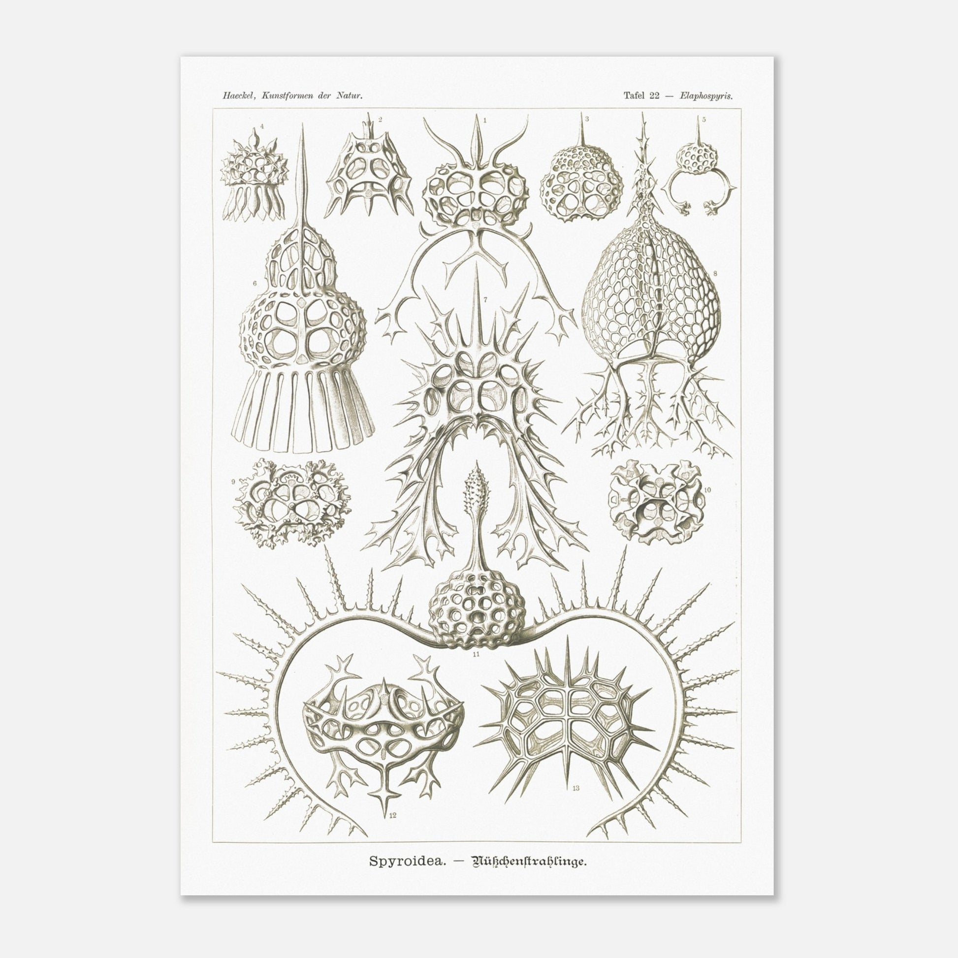 Planche de radiolaires spiroïdes par Ernst Haeckel (29,7x42 cm (A3)). Planche scientifique montrant différentes espèces de radiolaires, des micro-organismes marins avec des squelettes siliceux complexes et variés.