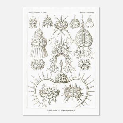 Planche de radiolaires spiroïdes par Ernst Haeckel (29,7x42 cm (A3)). Planche scientifique montrant différentes espèces de radiolaires, des micro-organismes marins avec des squelettes siliceux complexes et variés.