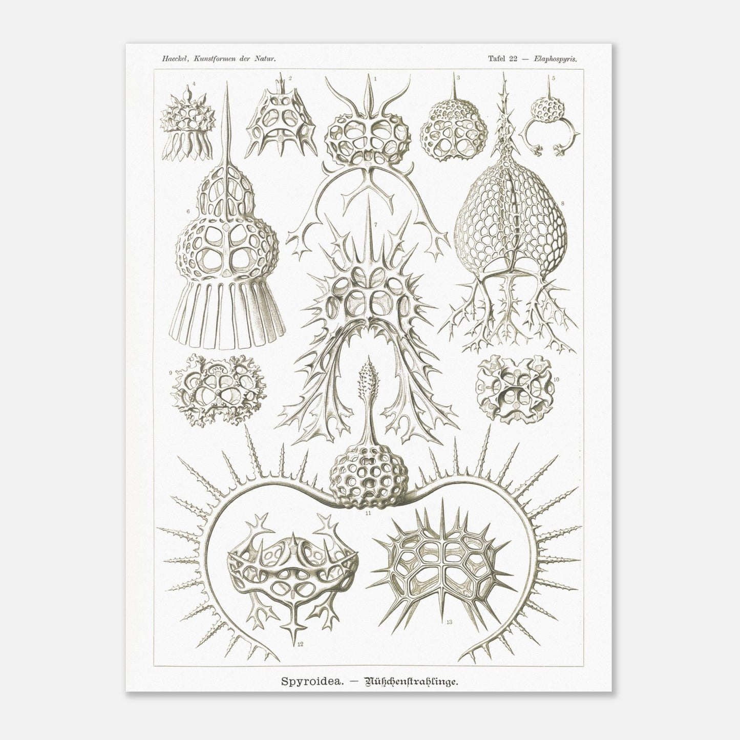 Planche de radiolaires spiroïdes par Ernst Haeckel (30x40 cm). Planche scientifique montrant différentes espèces de radiolaires, des micro-organismes marins avec des squelettes siliceux complexes et variés.