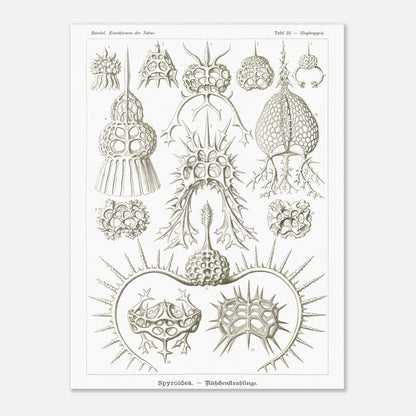 Planche de radiolaires spiroïdes par Ernst Haeckel (30x40 cm). Planche scientifique montrant différentes espèces de radiolaires, des micro-organismes marins avec des squelettes siliceux complexes et variés.