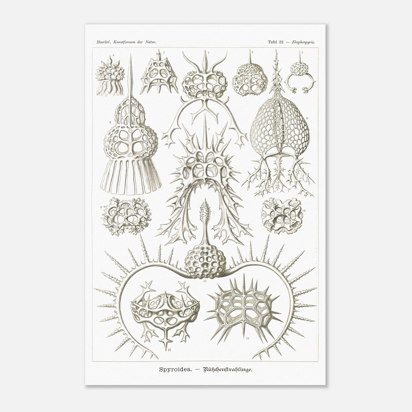 Planche de radiolaires spiroïdes par Ernst Haeckel (40x60 cm). Planche scientifique montrant différentes espèces de radiolaires, des micro-organismes marins avec des squelettes siliceux complexes et variés.