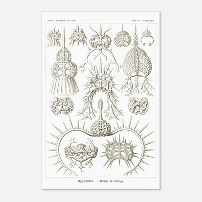 Planche de radiolaires spiroïdes par Ernst Haeckel (40x60 cm). Planche scientifique montrant différentes espèces de radiolaires, des micro-organismes marins avec des squelettes siliceux complexes et variés.