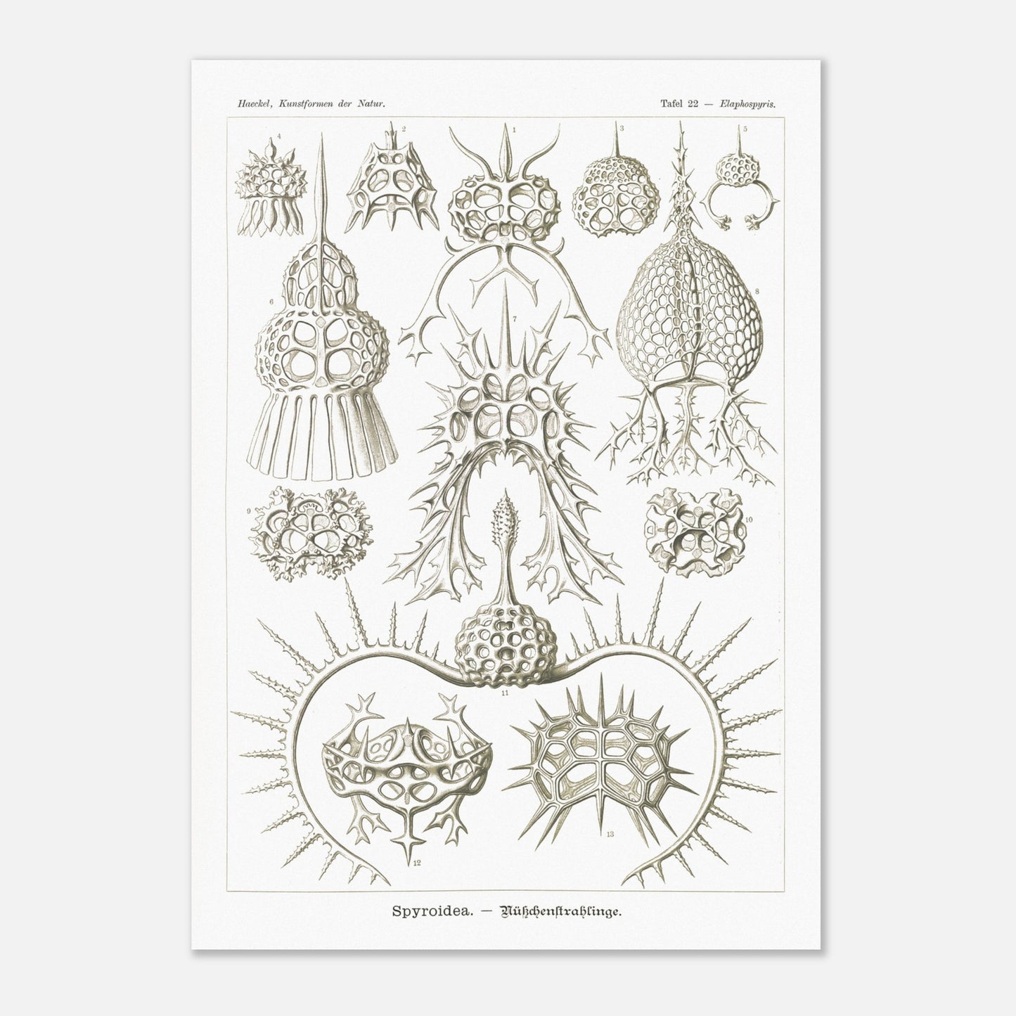Planche de radiolaires spiroïdes par Ernst Haeckel (42x59,4 cm (A2)). Planche scientifique montrant différentes espèces de radiolaires, des micro-organismes marins avec des squelettes siliceux complexes et variés.