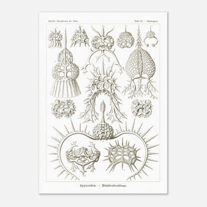 Planche de radiolaires spiroïdes par Ernst Haeckel (42x59,4 cm (A2)). Planche scientifique montrant différentes espèces de radiolaires, des micro-organismes marins avec des squelettes siliceux complexes et variés.