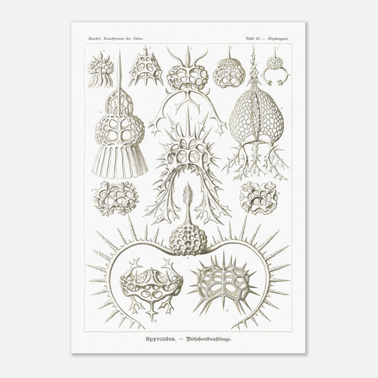 Planche de radiolaires spiroïdes par Ernst Haeckel (42x59,4 cm (A2)). Planche scientifique montrant différentes espèces de radiolaires, des micro-organismes marins avec des squelettes siliceux complexes et variés.