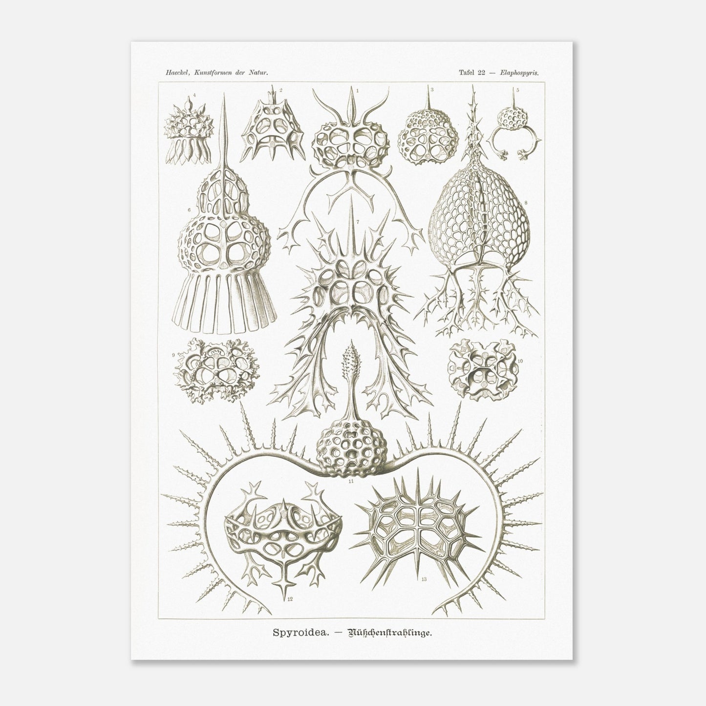 Planche de radiolaires spiroïdes par Ernst Haeckel (50x70 cm). Planche scientifique montrant différentes espèces de radiolaires, des micro-organismes marins avec des squelettes siliceux complexes et variés.