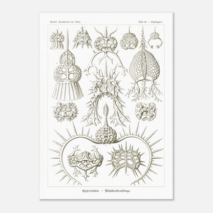 Planche de radiolaires spiroïdes par Ernst Haeckel (50x70 cm). Planche scientifique montrant différentes espèces de radiolaires, des micro-organismes marins avec des squelettes siliceux complexes et variés.
