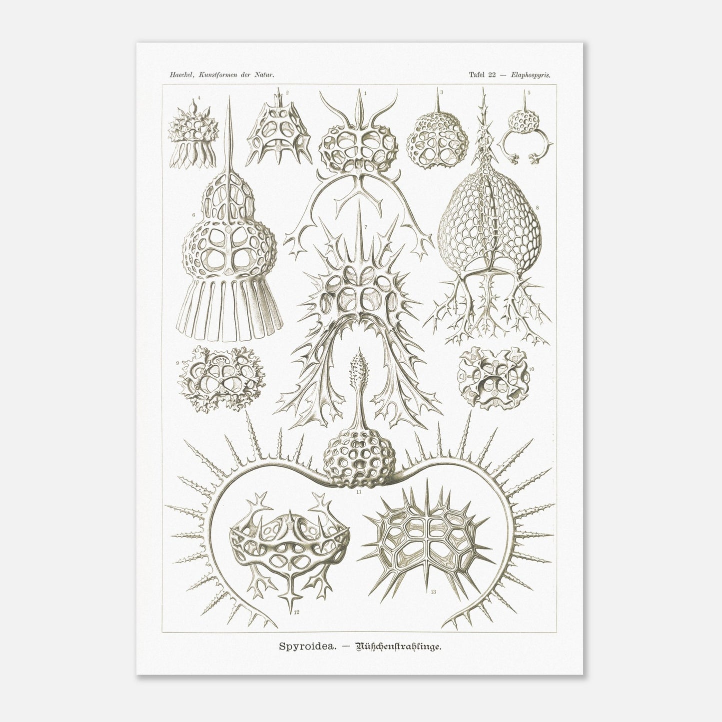 Planche de radiolaires spiroïdes par Ernst Haeckel (59,4x84,1 cm (A1)). Planche scientifique montrant différentes espèces de radiolaires, des micro-organismes marins avec des squelettes siliceux complexes et variés.