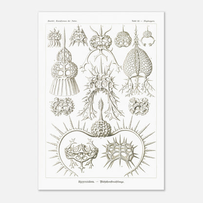 Planche de radiolaires spiroïdes par Ernst Haeckel (59,4x84,1 cm (A1)). Planche scientifique montrant différentes espèces de radiolaires, des micro-organismes marins avec des squelettes siliceux complexes et variés.
