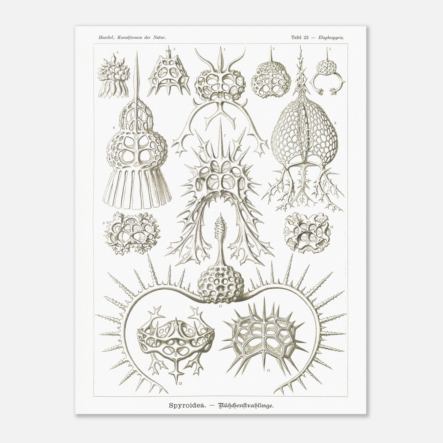 Planche de radiolaires spiroïdes par Ernst Haeckel (60x80 cm). Planche scientifique montrant différentes espèces de radiolaires, des micro-organismes marins avec des squelettes siliceux complexes et variés.