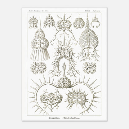 Planche de radiolaires spiroïdes par Ernst Haeckel (60x80 cm). Planche scientifique montrant différentes espèces de radiolaires, des micro-organismes marins avec des squelettes siliceux complexes et variés.