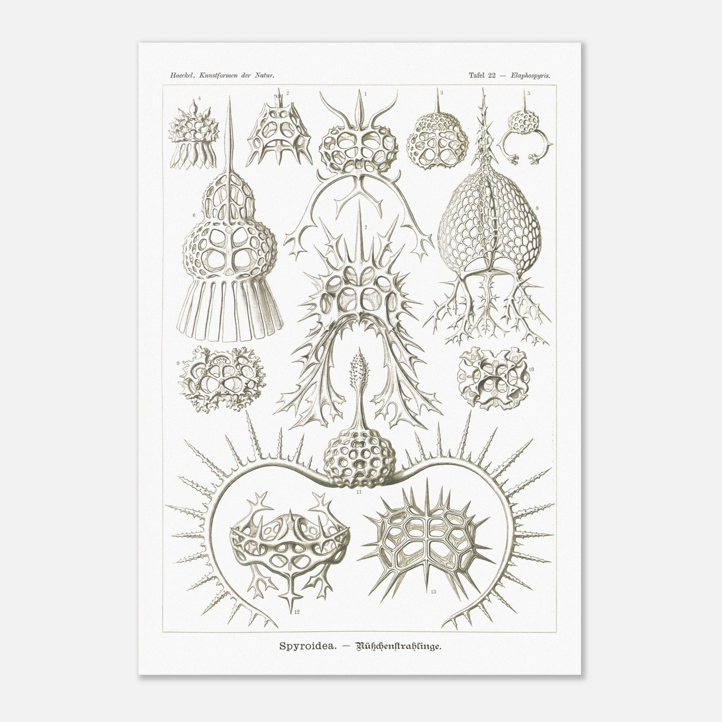 Planche de radiolaires spiroïdes par Ernst Haeckel (70x100 cm). Planche scientifique montrant différentes espèces de radiolaires, des micro-organismes marins avec des squelettes siliceux complexes et variés.