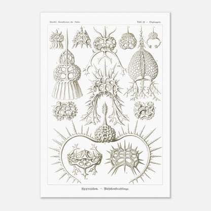 Planche de radiolaires spiroïdes par Ernst Haeckel (70x100 cm). Planche scientifique montrant différentes espèces de radiolaires, des micro-organismes marins avec des squelettes siliceux complexes et variés.