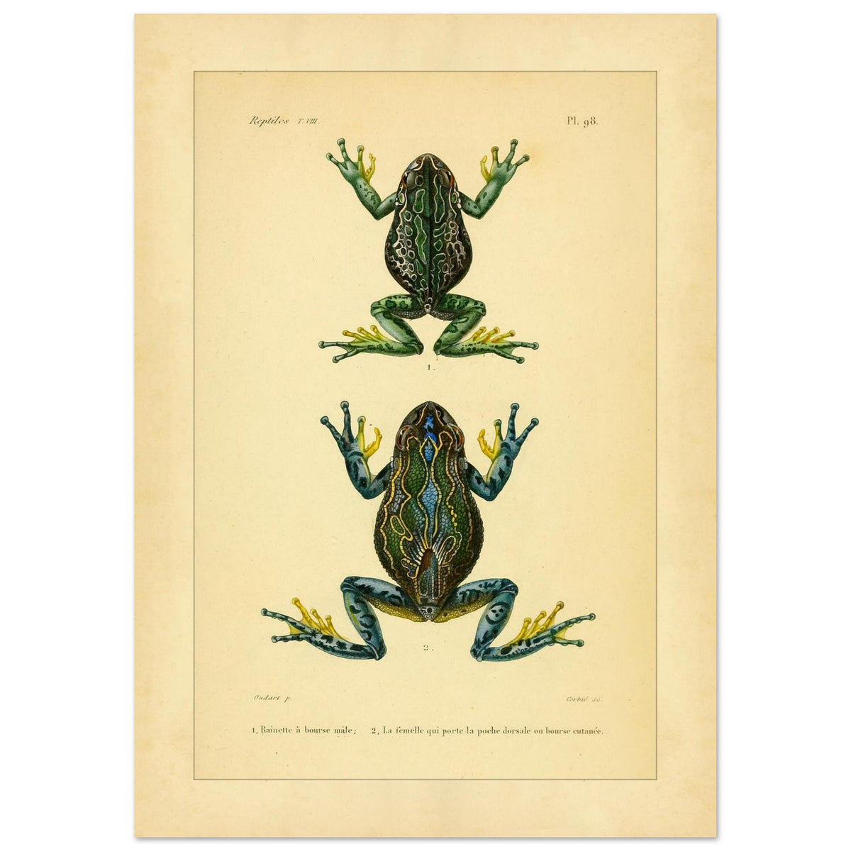 Bursa Tree Frog: Reproduction of a Scientific Frog Illustration (21x29,7 cm (A4)). Old scientific plate depicting two frogs, identified as 1. Male pouch-bearing tree frog and 2. The female carrying the dorsal pouch or cutaneous pocket.