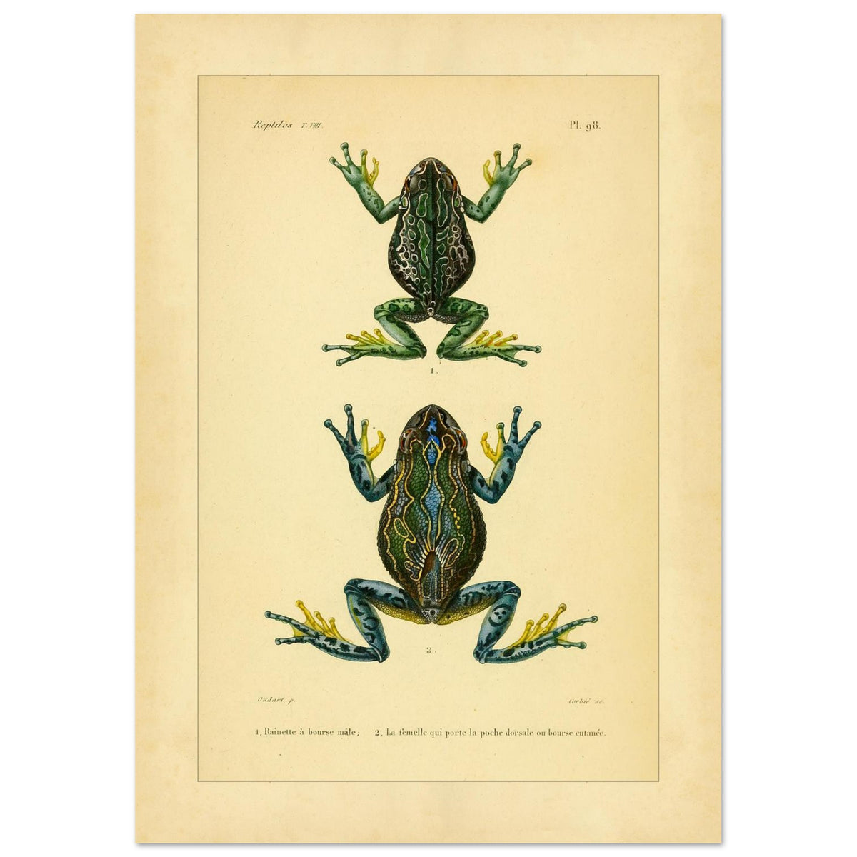 Bursa Tree Frog: Reproduction of a Scientific Frog Illustration (29,7x42 cm (A3)). Old scientific plate depicting two frogs, identified as 1. Male pouch-bearing tree frog and 2. The female carrying the dorsal pouch or cutaneous pocket.