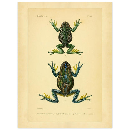 Bursa Tree Frog: Reproduction of a Scientific Frog Illustration (30x40 cm). Old scientific plate depicting two frogs, identified as 1. Male pouch-bearing tree frog and 2. The female carrying the dorsal pouch or cutaneous pocket.