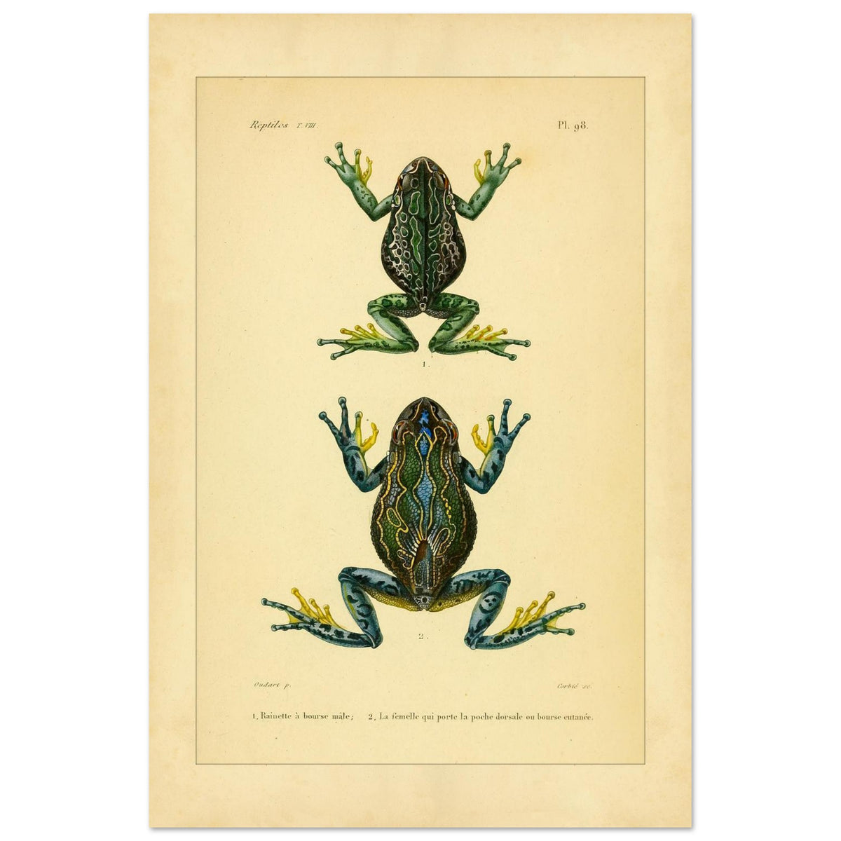 Bursa Tree Frog: Reproduction of a Scientific Frog Illustration (40x60 cm). Old scientific plate depicting two frogs, identified as 1. Male pouch-bearing tree frog and 2. The female carrying the dorsal pouch or cutaneous pocket.