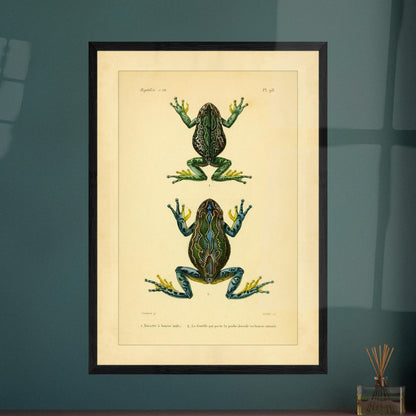 Bursa Tree Frog: Reproduction of a Scientific Frog Illustration. Old scientific plate depicting two frogs, identified as 1. Male pouch-bearing tree frog and 2. The female carrying the dorsal pouch or cutaneous pocket.